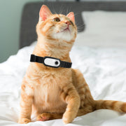 Collier avec caméra pour chats et chiens