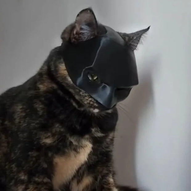 Masque de chauve-souris chat